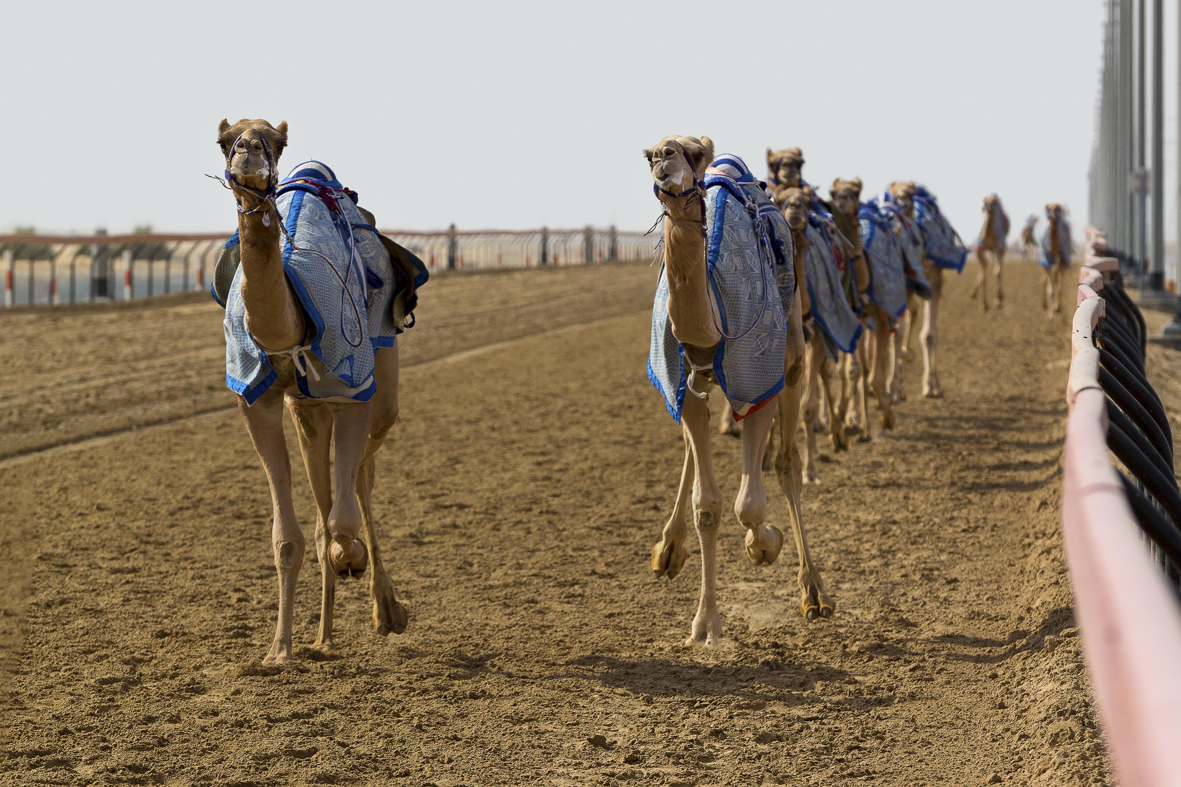 当球衣不再属于球场：中东人把体育“穿”成了生活方式